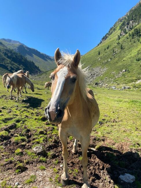 2 Haflingerstuten zu verkaufen!, Melanie , Horses For Sale, See, Image 2