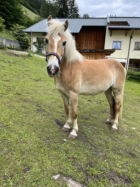 2 Haflingerstuten zu verkaufen!, Melanie , Horses For Sale, See, Image 7