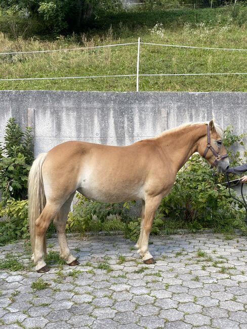 2 Haflingerstuten zu verkaufen!, Melanie , Horses For Sale, See, Image 8