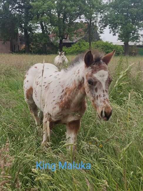 2 Hengstfohlen, Pferde und Ponys, Anette Klatt, Pferd kaufen, Oetzen, Abbildung 2