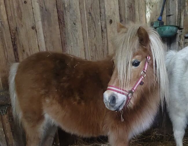 2 hübsche Ponystuten, B.M., Pferd kaufen, Großheide