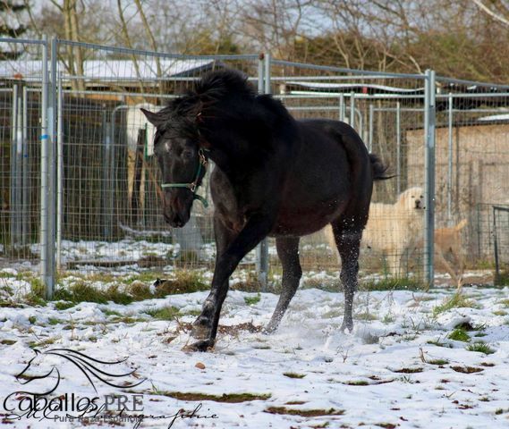 2 jähriges PRE Schimmel Stutfohlen, Thomas Adams (Caballos PRE), Horses For Sale, Bell, Image 7