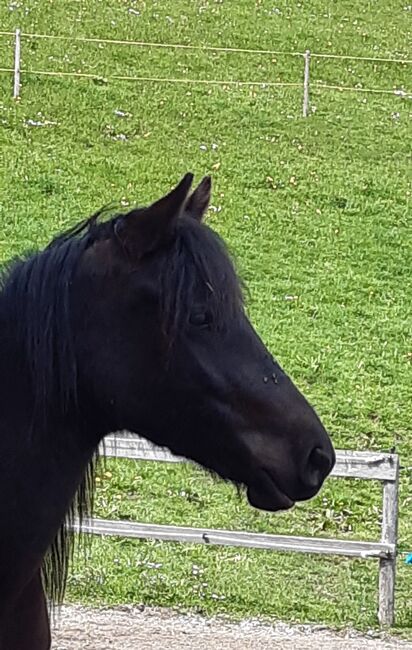 2-jährige Bardigiano Stute zu verkaufen, Melanie Gomm, Horses For Sale, Oberstaufen, Image 2