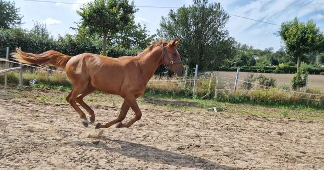 2jähriger Hengst von Ogano, Manuela Menzel , Horses For Sale, Magdeburg, Image 4