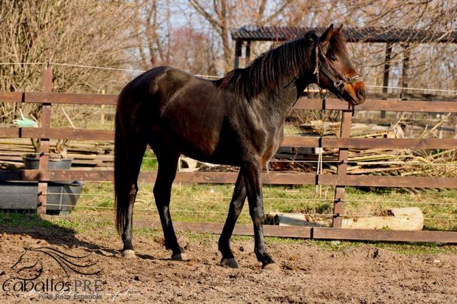 2 jähriger KWPN Wallach aus Glamourdale, Thomas Adams (Caballos PRE), Horses For Sale, Bell, Image 2