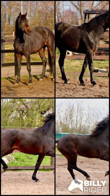 2 jähriger KWPN Wallach aus Glamourdale, Thomas Adams (Caballos PRE), Horses For Sale, Bell, Image 12