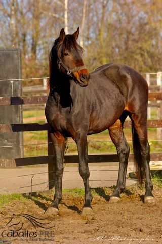 2 jähriger KWPN Wallach aus Glamourdale, Thomas Adams (Caballos PRE), Horses For Sale, Bell