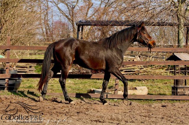 2 jähriger KWPN Wallach aus Glamourdale, Thomas Adams (Caballos PRE), Pferd kaufen, Bell, Abbildung 3