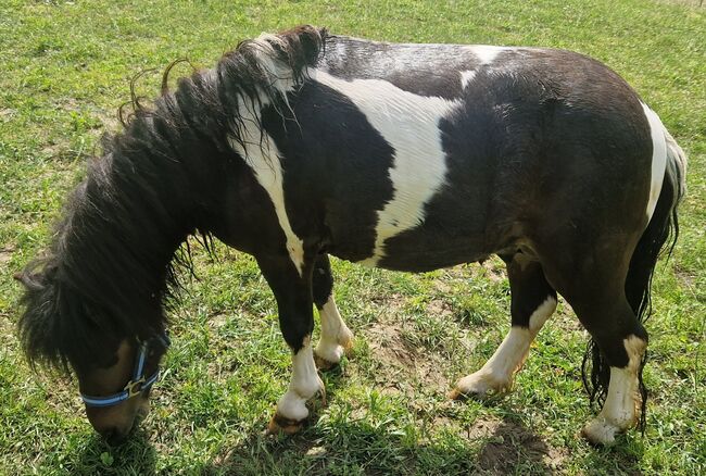 2 jähriger Minishetland Hengst Braunschecke, Christine , Pferd kaufen, Mitterskirchen