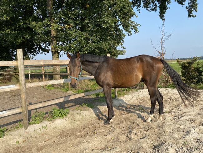 2-jähriger Hengst, Sarah von Höfen, Horses For Sale, Falkenberg, Image 2