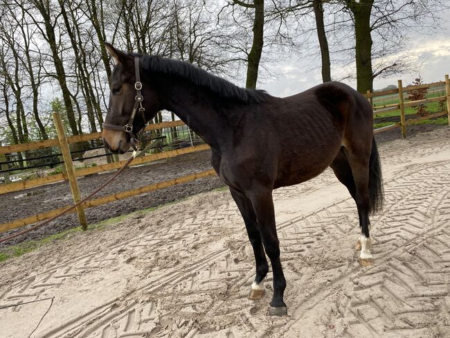 2-jähriger Hengst, Sarah von Höfen, Horses For Sale, Falkenberg, Image 3