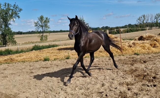 2jähriger Hengst von Casino Berlin, Manuela Menzel , Horses For Sale, Magdeburg, Image 4