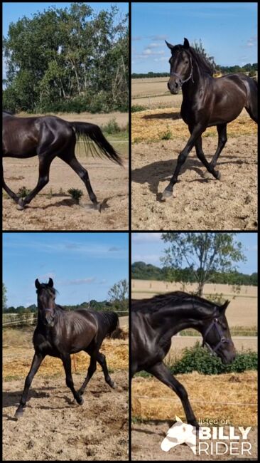 2jähriger Hengst von Casino Berlin, Manuela Menzel , Horses For Sale, Magdeburg, Image 10