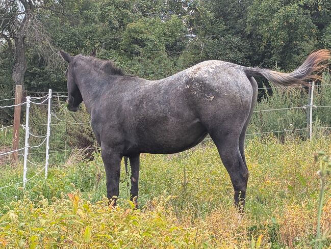 2 jähriger Junghengst ApHC, A. Gößler, Horses For Sale, Morbach, Image 2