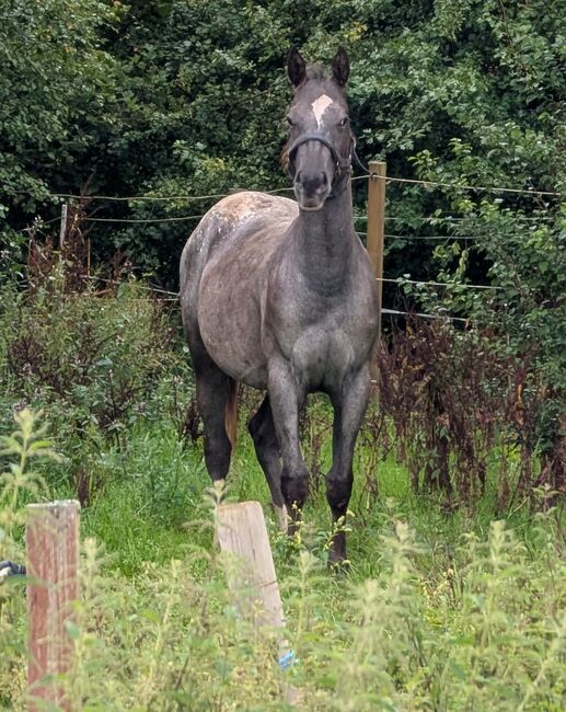 2 jähriger Junghengst ApHC, A. Gößler, Horses For Sale, Morbach, Image 8