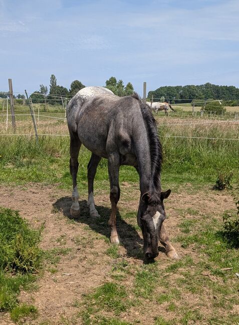 2 jähriger Junghengst ApHC, A. Gößler, Horses For Sale, Morbach, Image 10
