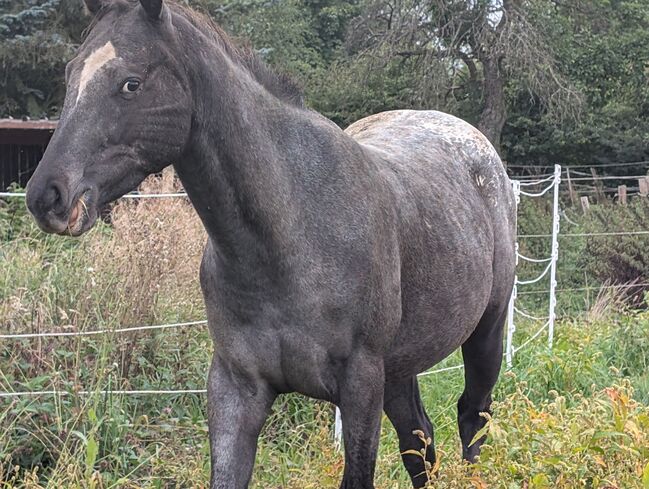 2 jähriger Junghengst ApHC, A. Gößler, Horses For Sale, Morbach, Image 3