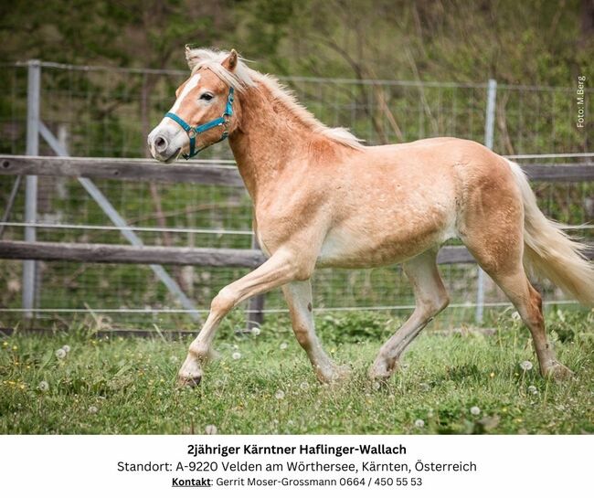 2jähriger Kärntner Haflinger-Wallach, Andrea, Horses For Sale, Velden am Wörthersee, Image 6