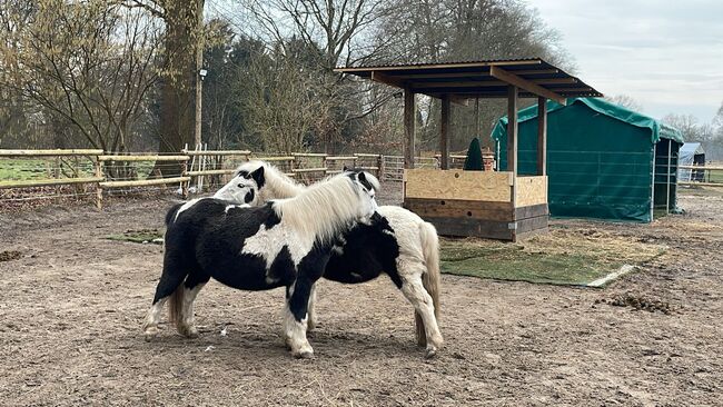 2 Scheckponystuten 3 und 6 Jahre, Ange, Konie na sprzedaż, Hamburg Eidelstedt, Image 4