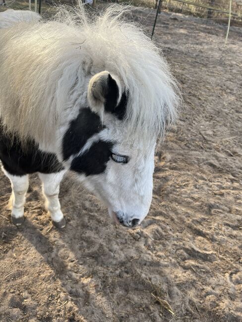 2 Scheckponystuten 3 und 6 Jahre, Ange, Konie na sprzedaż, Hamburg Eidelstedt, Image 3