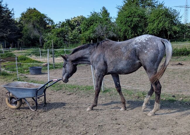 2 jähriger Junghengst ApHC, A. Gößler, Konie na sprzedaż, Morbach, Image 14
