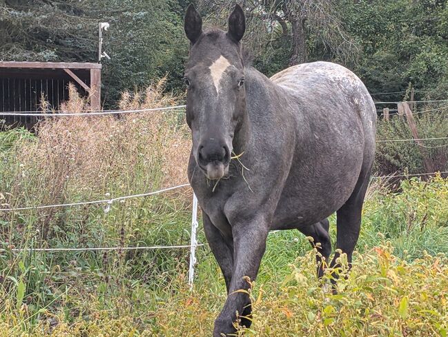 2 jähriger Junghengst ApHC, A. Gößler, Konie na sprzedaż, Morbach
