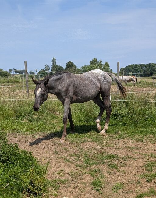 2 jähriger Junghengst ApHC, A. Gößler, Konie na sprzedaż, Morbach, Image 11