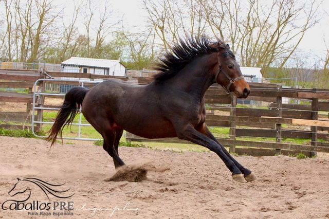2 jähriger KWPN Wallach aus Glamourdale, Thomas Adams (Caballos PRE), Konie na sprzedaż, Bell, Image 10