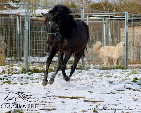2 jähriges PRE Schimmel Stutfohlen, Thomas Adams (Caballos PRE), Konie na sprzedaż, Bell, Image 6