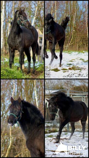 2 jähriges PRE Schimmel Stutfohlen, Thomas Adams (Caballos PRE), Konie na sprzedaż, Bell, Image 9