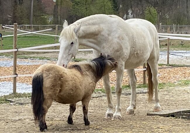 2 Mähnenwunder suchen eine Aufgabe!, Denise Devich, Horses For Sale, Weitersfeld an der Mur, Image 2