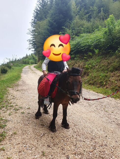 2 Mini Shetty Hengste, Joel Fellmann, Pferd kaufen, Dagmersellen