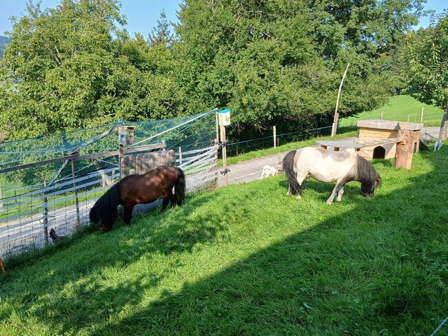 2 Mini Shetty Hengste, Joel Fellmann, Horses For Sale, Dagmersellen, Image 5