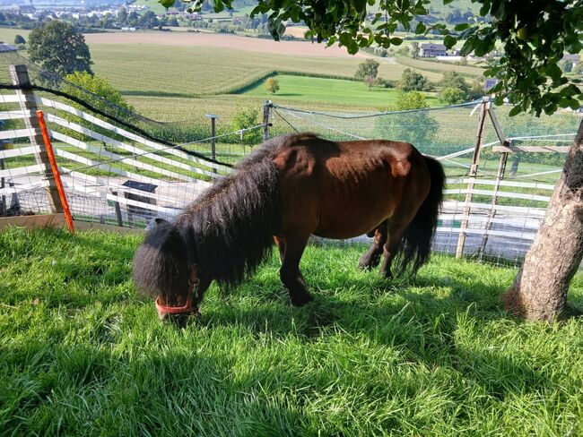 2 Mini Shetty Hengste, Joel Fellmann, Horses For Sale, Dagmersellen, Image 2