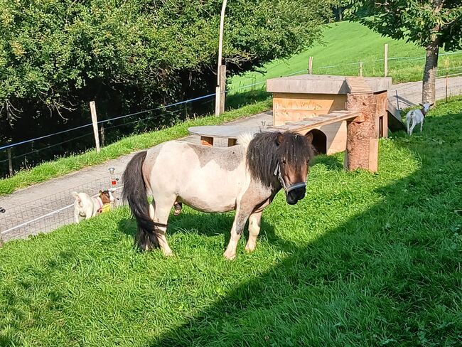 2 Mini Shetty Hengste, Joel Fellmann, Horses For Sale, Dagmersellen, Image 3