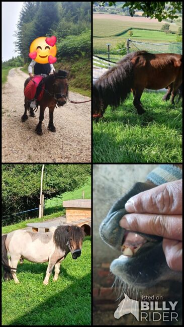 2 Mini Shetty Hengste, Joel Fellmann, Horses For Sale, Dagmersellen, Image 6