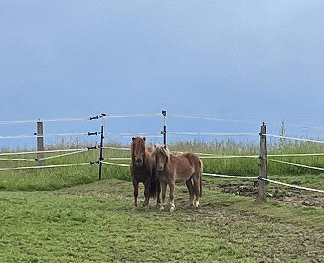 2 Shetty Hengste zu verkaufen, Charlize, Konie na sprzedaż, Stadtoldendorf , Image 5