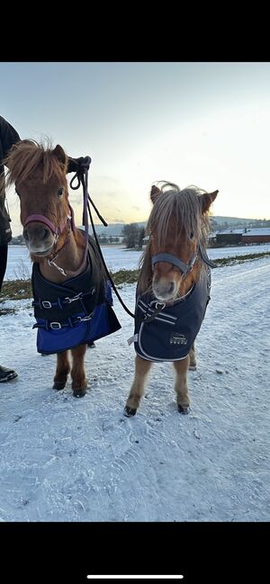 2 Shetty Hengste zu verkaufen, Charlize, Konie na sprzedaż, Stadtoldendorf , Image 11