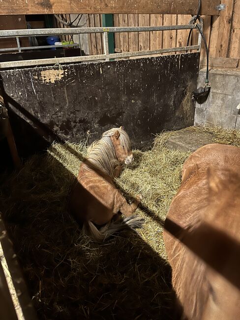 2 Shetty Hengste zu verkaufen, Charlize, Konie na sprzedaż, Stadtoldendorf , Image 4