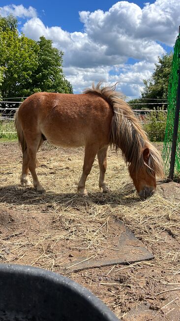 2 Shetty Hengste zu verkaufen, Charlize, Konie na sprzedaż, Stadtoldendorf , Image 9