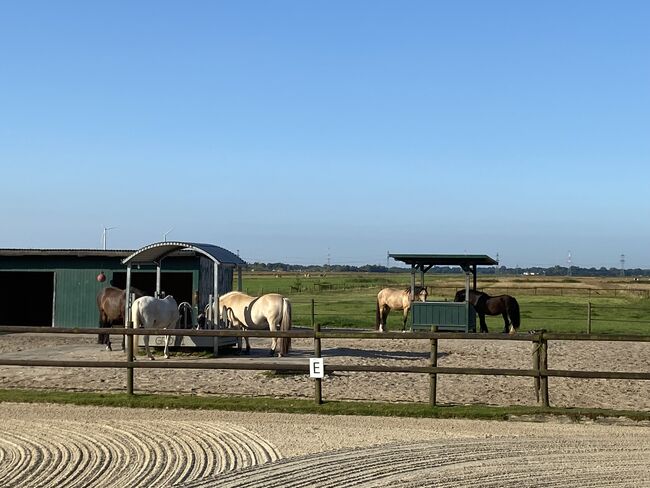 2 Paddockboxen, Angelika Walter, Horse Stables, Bremen, Image 4