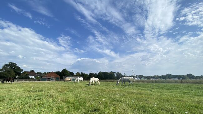 2 Paddockboxen, Angelika Walter, Horse Stables, Bremen, Image 6