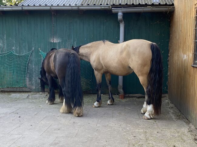 2 Paddockboxen, Angelika Walter, Horse Stables, Bremen, Image 2