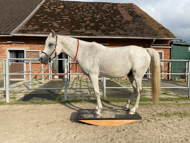 2 Paddockboxen, Angelika Walter, Horse Stables, Bremen, Image 16