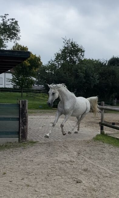 2 Paddockboxen, Angelika Walter, Horse Stables, Bremen, Image 15