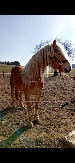 2  wunderschöne Haflinger Halbbrüder, Lisa, Konie na sprzedaż, Neukirchen