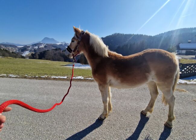 2  wunderschöne Haflinger Halbbrüder, Lisa, Konie na sprzedaż, Neukirchen, Image 3