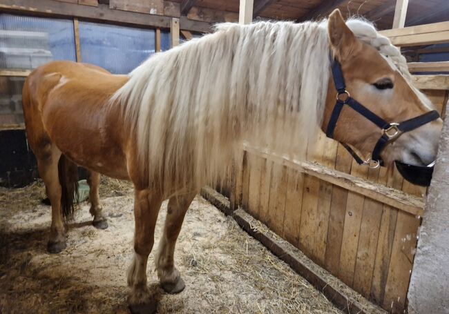 2  wunderschöne Haflinger Halbbrüder, Lisa, Konie na sprzedaż, Neukirchen, Image 4