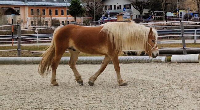 2  wunderschöne Haflinger Halbbrüder, Lisa, Konie na sprzedaż, Neukirchen, Image 5