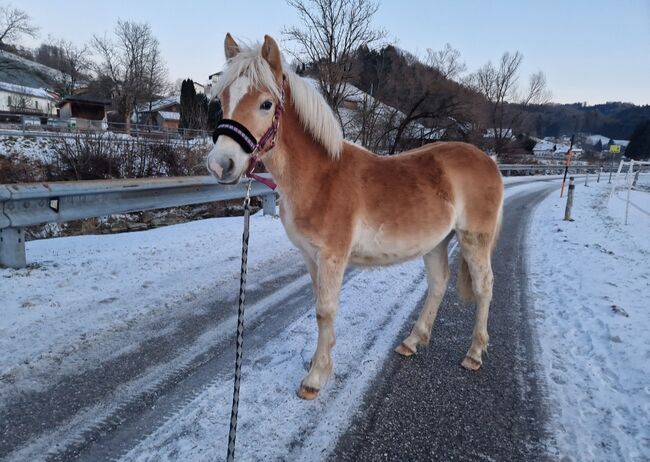 2  wunderschöne Haflinger Halbbrüder, Lisa, Konie na sprzedaż, Neukirchen, Image 6